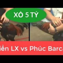 gà cú đá xổ 5 tỷ