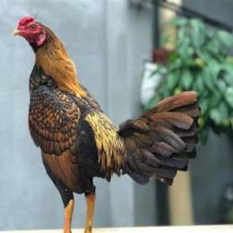 gà cuban đá cựa cốt