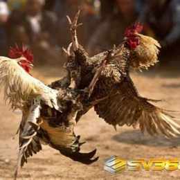 gà đá 1 hồ nghỉ mấy ngày