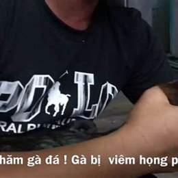 gà đá bị viêm họng