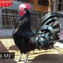gà đá bình luận viên