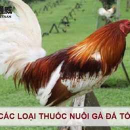 ga da cho tot dong nai