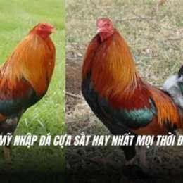 ga da cua sat hay nhat the gioi