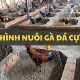 ga da cua sat sai gon