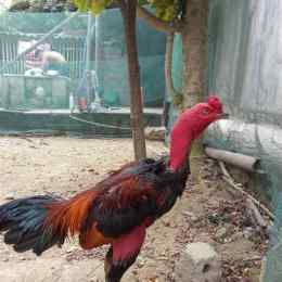 ga da dong thap