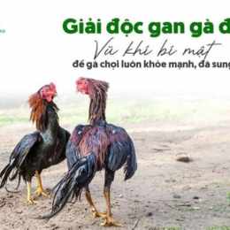 ga da giai c3