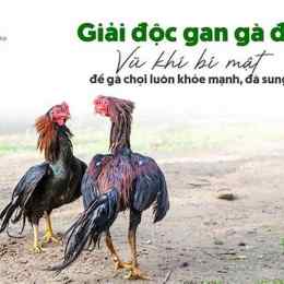 ga da giai hom nay