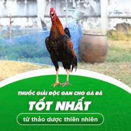 gà đá giải ngày 12 3