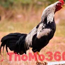 gà đá thomo 16 5