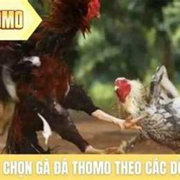 ga da thomo 27 5