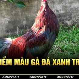 gà đá thomo xanh trích