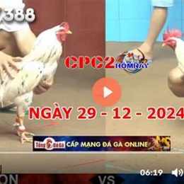 gà đá trực tiếp c2 hôm nay