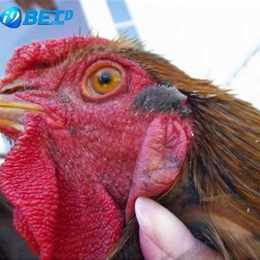 gà đá về bị khò khè