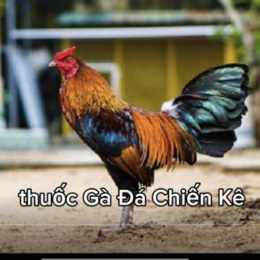 gà đá vũ kỳ