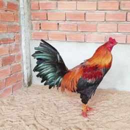 gà điều chân xanh đá ngày nào tốt