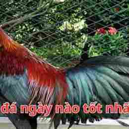 gà điều đỏ đá ngày nào tốt