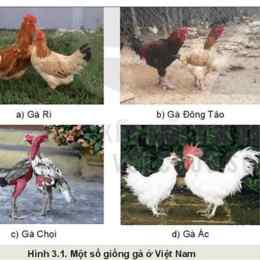 gà là động vật đa bào