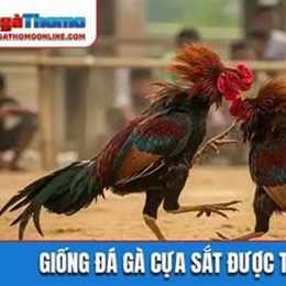 ga linh ke da cua sat