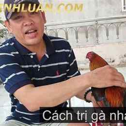 gà nhát không chịu đá