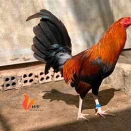 ga noi da cua sat 2016