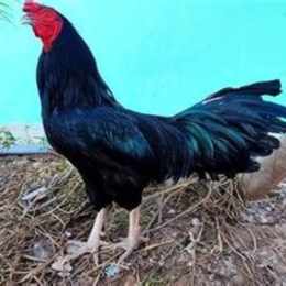 gà ô chân trắng đá