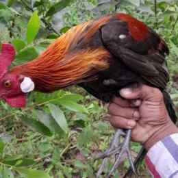 gà rừng đá hay không