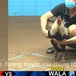 gà tân rạch giá đá với phúc bình dương