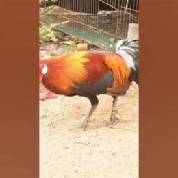 gà tơ không chịu đá