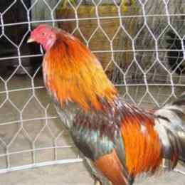 gà tre an trường võ đá thomo