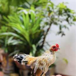 gà tre bắc tít đã