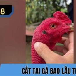 gà vào nghệ bao lâu thì đá được