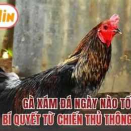 ga xam da ngay nao tot