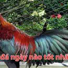 gà xanh đá ngày nào tốt nhất