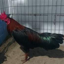gà xanh đá ngày nào