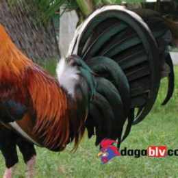 gà xanh rau của mít trà cú đá thomo