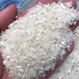 gạo tẻ hạt dài