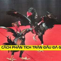 giải đá gà tonhon