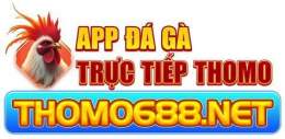 giao diện app app đá gà thomo trực tiếp