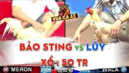 giao diện app báo sting đá gà