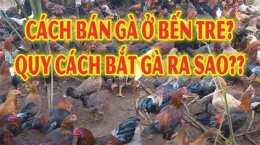 giao diện app bắt đá gà ở an khánh bến tre