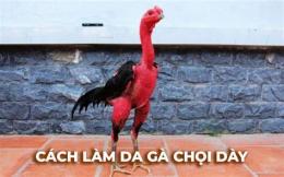 giao diện app cách làm dày da gà chọi