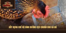 giao diện app cách nuôi gà đá cựa sắt 89bet01