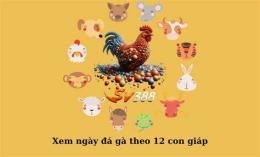 giao diện app cách xem ngày gà đá theo 12 con giáp