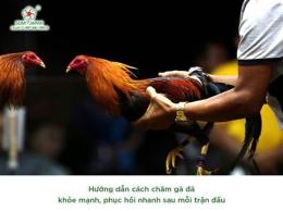 giao diện app chăm sóc gà chọi sau khi đá