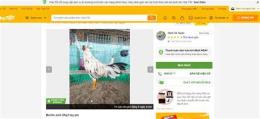 giao diện app chợ tốt, gà đá hcm