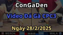 giao diện app clip đá gà đòn hay