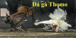 giao diện app coi đá gà mạng thomo