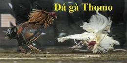 giao diện app coi đá gà trên thomo