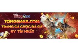 giao diện app đá gà 88 27 5