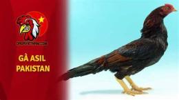 giao diện app đá gà asil pakistan